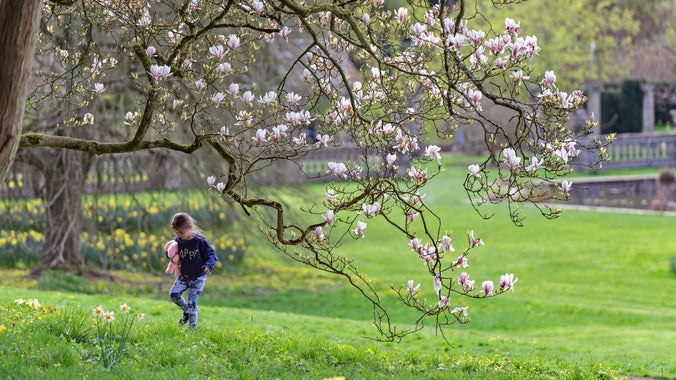 A walking child under a Magnolia tree at Dyffryn Gardens, Vale of Glamorgan